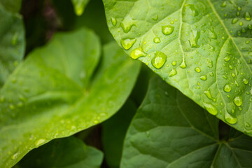Jungle plant leaves with water drops, spring