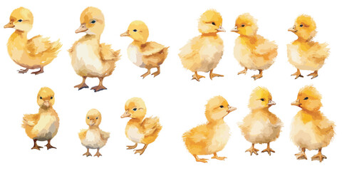 watercolor baby duck clipart for graphic resources - obrazy, fototapety, plakaty