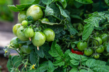 Growing tomato plant with green, unripe tomatoes on a thick bunch. Gardening, growing food for yourself