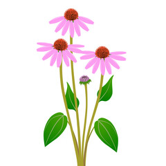 Bouquet of echinacea purpurea on a white background.