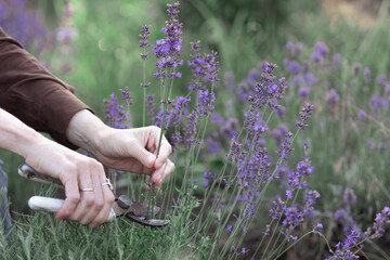 girl pruning lavender bush in the garden - 619113827