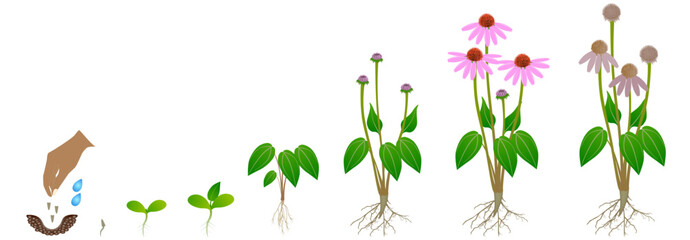 Cycle of growth of echinacea purpurea plant isolated on a white background. © zxczxc80