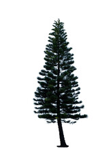 Pine Christmas tree isolated on transparent background PNG file without any decorations. Pine tree