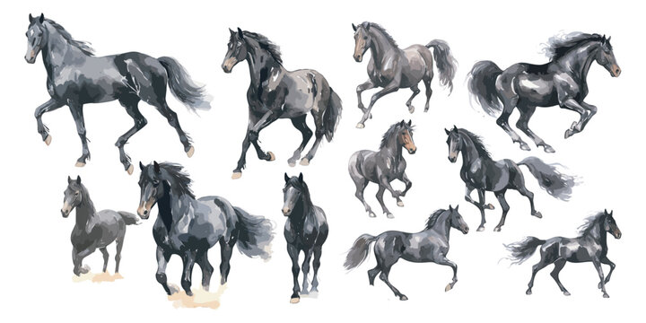 watercolor black Horse clipart for graphic resources