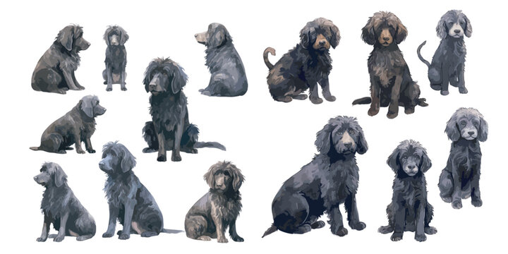 watercolor Black Labradoodle dog clipart for graphic resources