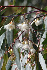 White cream blossoms and buds of the Australian native Mugga or Red Ironbark Eucalyptus sideroxylon, family Myrtaceae, in central west NSW. Medium gum tree endemic to dry sclerophyll forest - 619116496