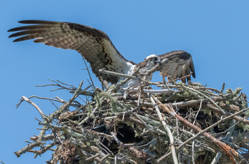 Osprey constructing her nest in Brainard Marsh, Marion, Massachusetts
