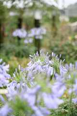 雨のアガパンサス