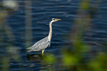 Héron Meurthe NANCY