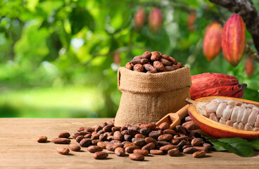 Forastero cocoa beans with fresh pods on wooden table with cocoa plant background.