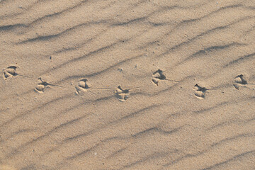 seagull footprints in the sand