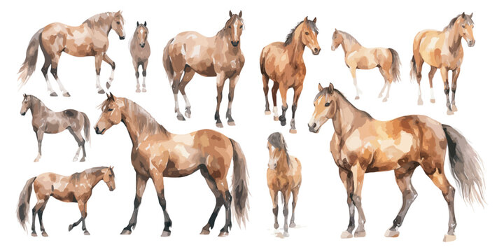 watercolor brown horse clipart for graphic resources