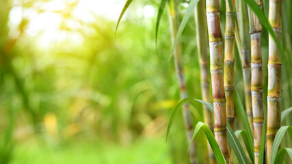Obraz na płótnie Canvas Sugar cane plantation growing up.