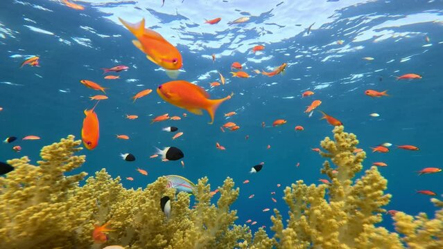 Underwater Tropical Corals Reef with colorful sea fish. Marine life sea world. Tropical colourful underwater seascape.