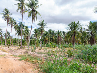 Fototapeta na wymiar Coconut plantation in Chonburi, Thailand