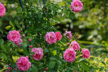 Beautiful pink roses in the garden of pink roses. Blooming Roses on the Bush. Growing roses in the garden
