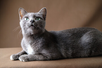 Korat cat lies on the brown cloth.