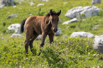 Newborn foal stands unsteadily on a meadow in Croatia.