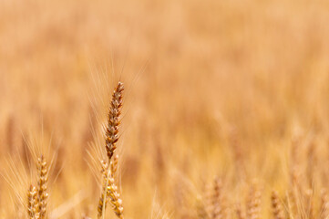 収穫直前の麦畑