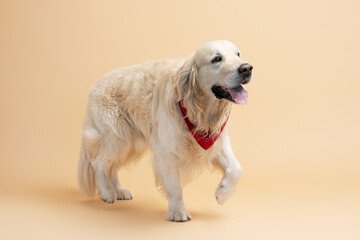 Beautiful purebred dog with well groomed coat posing for picture isolated on beige background