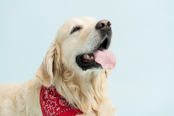 Beautiful pet with beautiful coat sitting copy space isolated on blue background veterinary concept