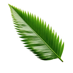Coconut tree leaf transparent background