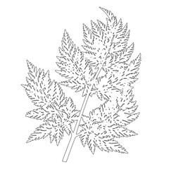 Hemlock leaf contour, beautiful wild plant. Vector illustration