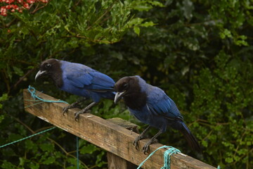 dupla de gralha azul vizitando quintal atrás de frutas