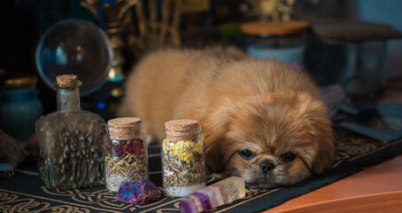 Little pet sit on magical with altar, mystical atmosphere. Illustration of dog on a witch place