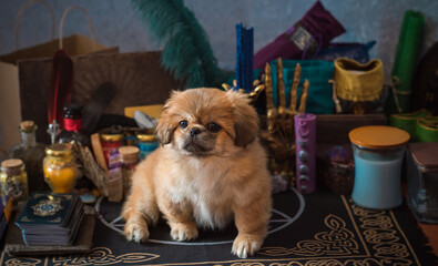 Little pet sit on magical with altar, mystical atmosphere. Illustration of dog on a witch place