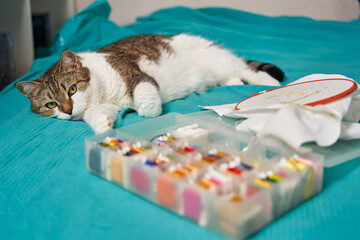 spotted cat lies on the bed with open eyes next to embroidery and a box of floss threads