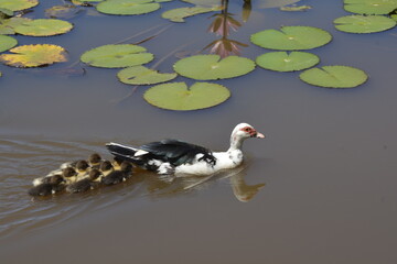 Mãe pato com seus filhotes passeando por lago 
