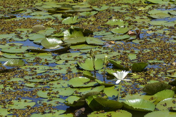 Plantas aquaticas em lago no sul do brasil