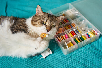 fluffy spotted cat holds a spool of thread in its paws and gnaws it. the head lies on a box for...