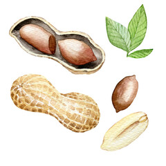 Watercolor nut illustration, peanut jpg
