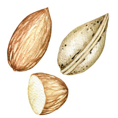 Watercolor nut illustration, almond jpg