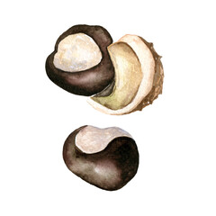 Watercolor nut illustration, chestnut jpg
