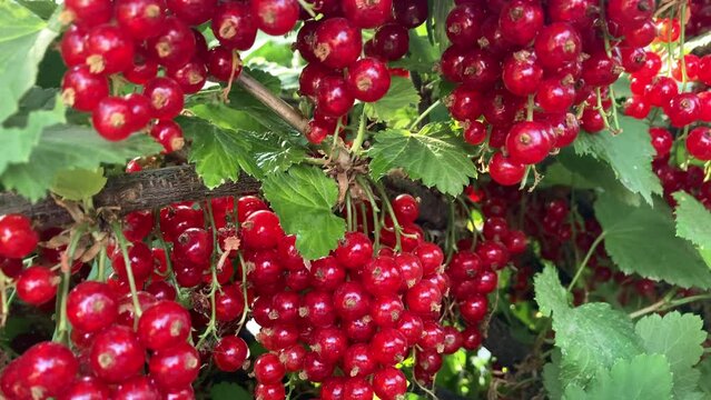 Harvest red currant. tasty berry on the branch. organic berry. Ribes rubrum. Red ripe juicy currants in the garden, large sweet currant berry.