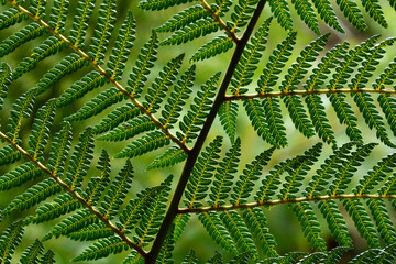 Samambaia textura de folha em detalhe na floresta amazônica 
