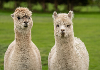 Llama, Alpacas 