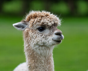 Obraz premium Llama, Alpacas 