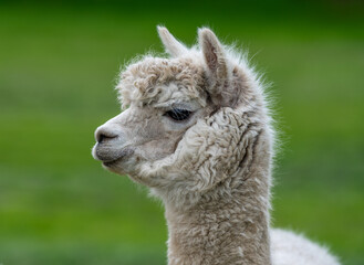 Obraz premium Llama, Alpacas 