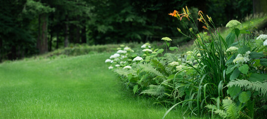 Fototapeta premium piękny naturalny ogród z trawnikiem, paprociami i hortensjami, leśny ogród
