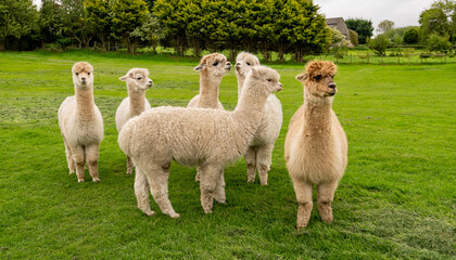 Fototapeta premium Llama, Alpacas 