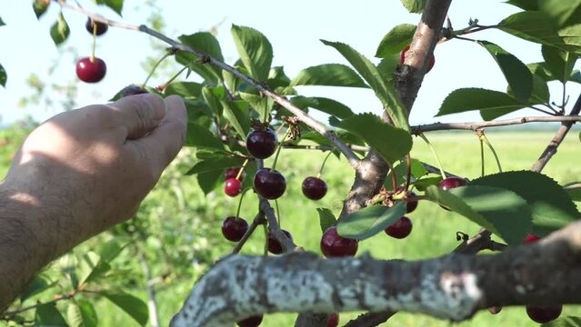 Cherries ripen on a tree branch. Orchard, cherry cultivation.