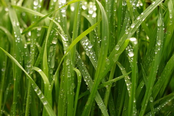 Fototapeta na wymiar Fresh green grass in rain drops in spring garden