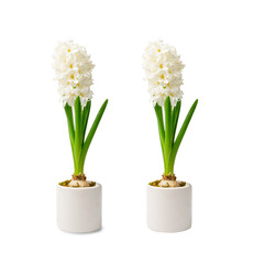Hyacinth Isolated on White Background, Spring Flower Closeup with Copy Space, White Hyacinth Banner