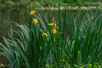  Iris false calamus (also yellow iris , marsh iris , water iris , iris iris ; lat. Iris pseudacorus )
