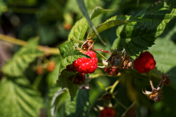 Ripe raspberries on a bush with green leaves