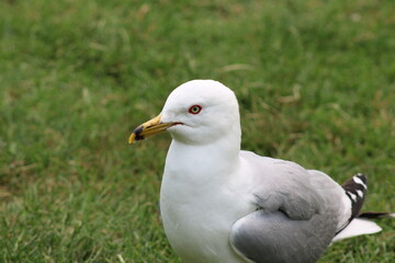 Humber Bay Park - Canada - Bird